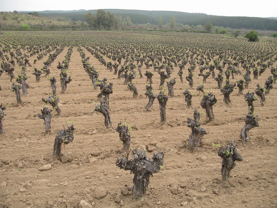 Carignan_cabeza