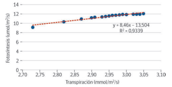 Figura 1. Tendencias de transpiración y fotosíntesis de hojas de palto