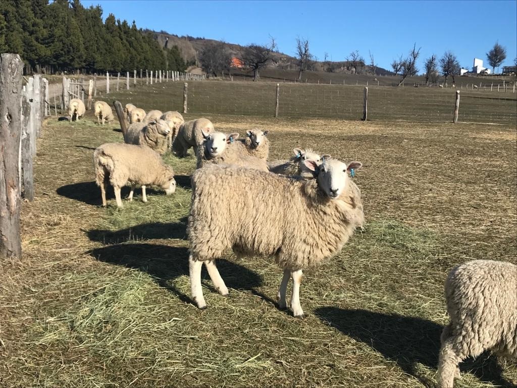 Figura 9. Ganadería ovina en la región de Magallanes