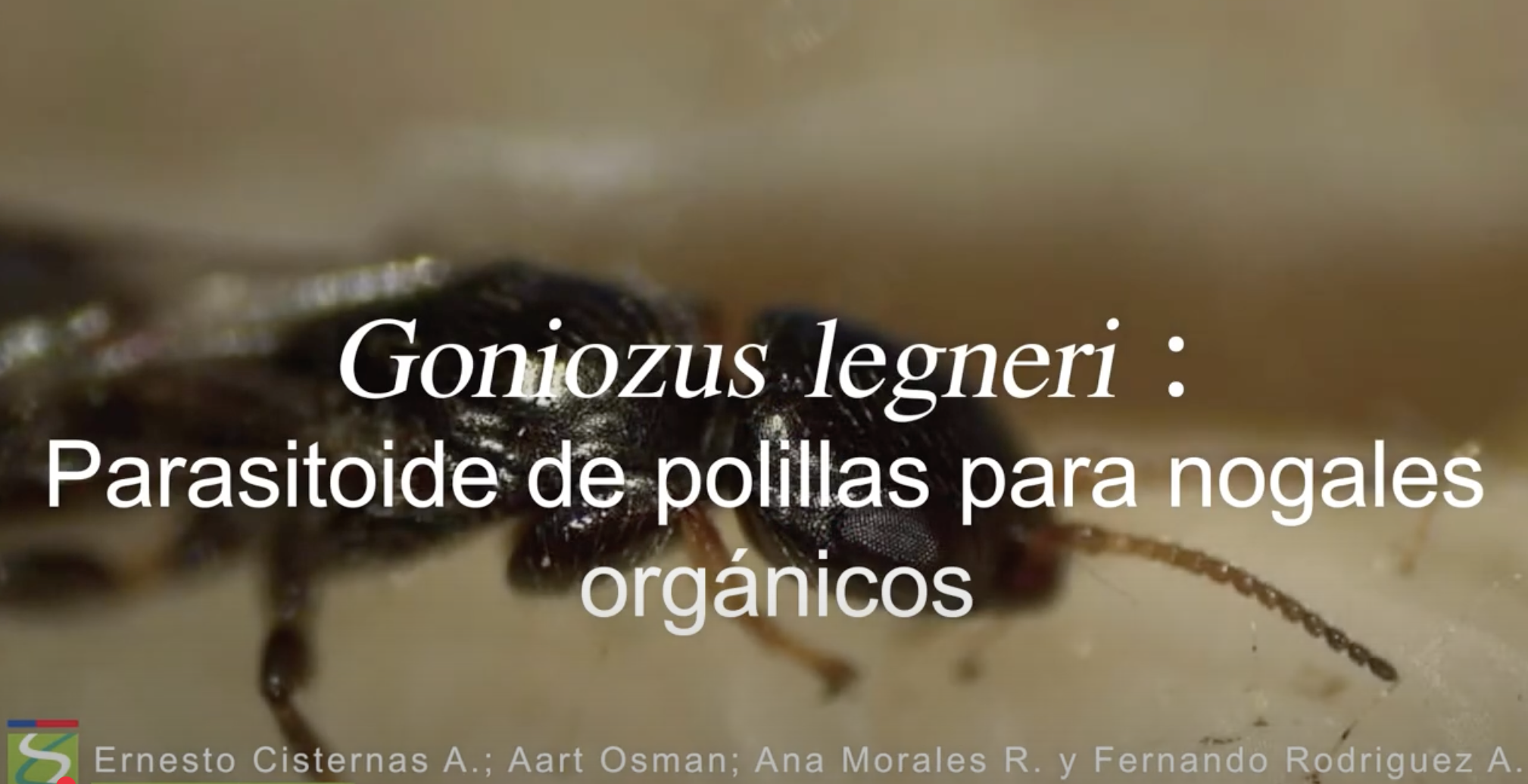 Goniozus legneri. parasitoide de polillas para nogales orgánicos. Video INIA La Cruz