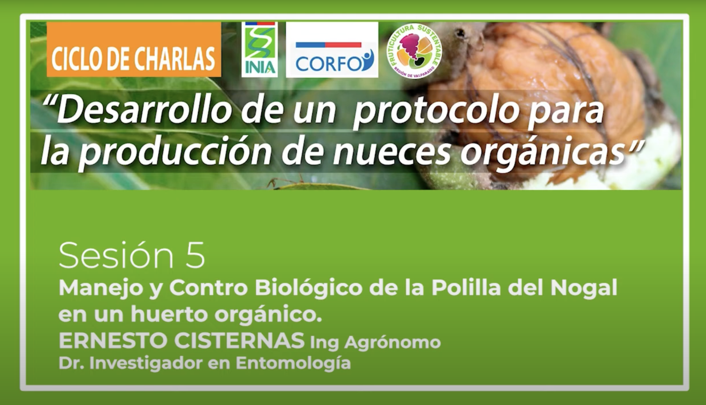 Manejo y control biológico de la polilla del nogal en un huerto orgánico INIA La Cruz.