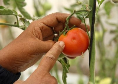 INIA La Platina invita a ciclo de charlas “6 claves para entender la Fitopatología en Chile”