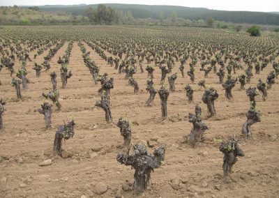 Primera sesión de las Jornadas Latinoamericanas del Vino y Variedades Patrimoniales abordaron la diversidad genética