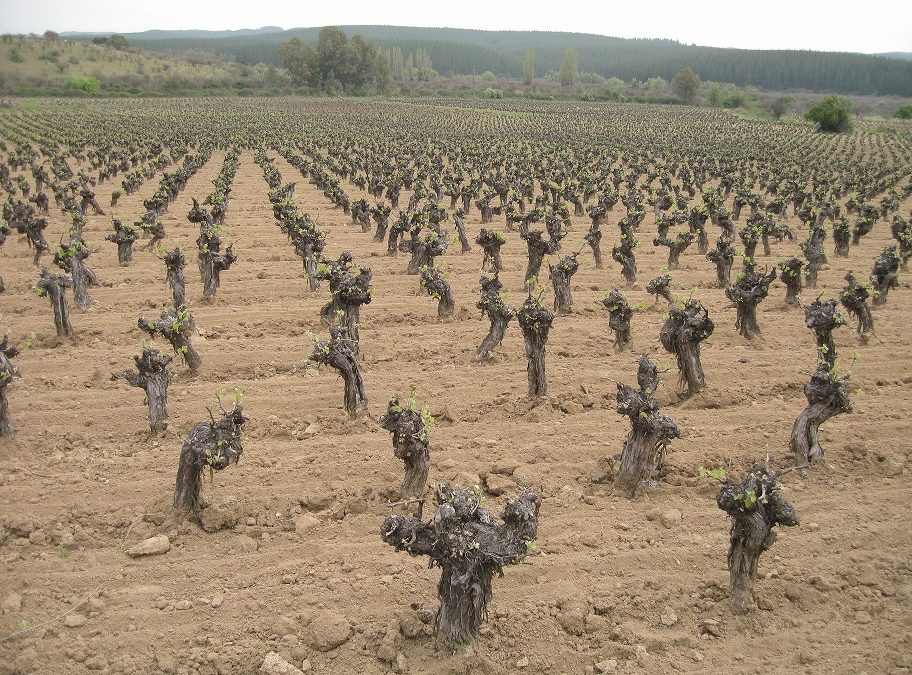 Primera sesión de las Jornadas Latinoamericanas del Vino y Variedades Patrimoniales abordaron la diversidad genética