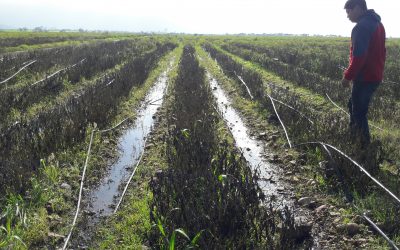 Seguro agrícola