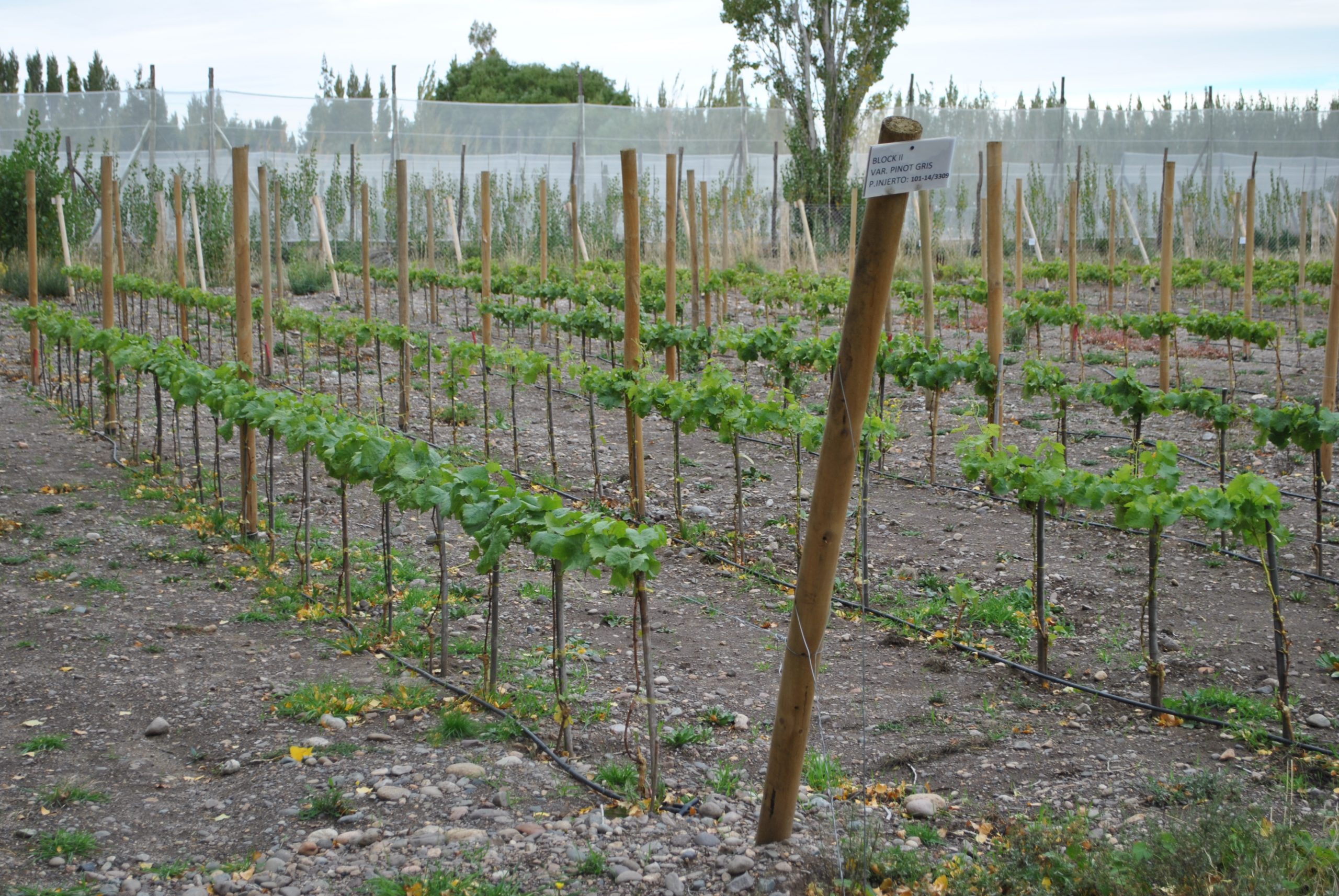 Figura 6. Vista de viñedo establecido en Chile Chico