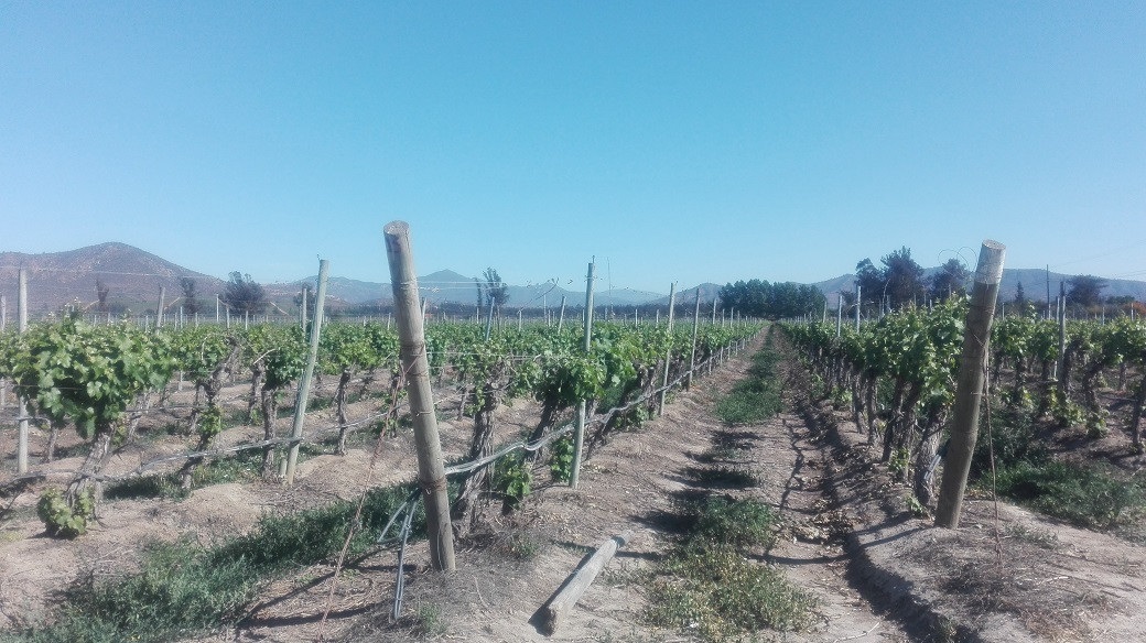 Figura 8. Viñedos en Casablanca, región de Valparaíso