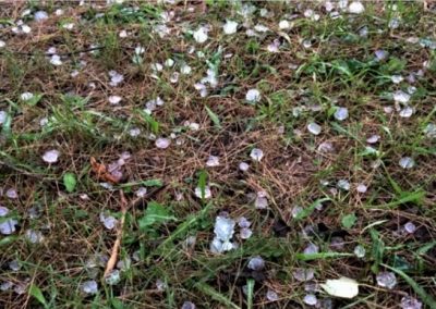 Granizos de otoño no generaron daños en la agricultura de Ñuble y Biobío