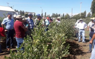Arandaneros de Maule Sur se capacitaron en poda y nutrición con investigadores de INIA