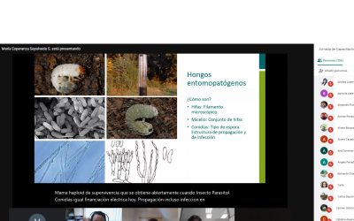 INIA promueve Manejo Integrado de Plagas para controlar mosca Drosophila suzukii y otras plagas en berries