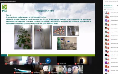 INIA recalcó importancia de contar con plantas de calidad para éxito de nuevos huertos de berries