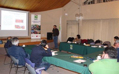 Cadena productiva de la frambuesa podría aumentar controles para garantizar inocuidad del producto