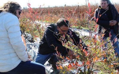 Arandaneros de Maule Sur participan en taller de poda invernal