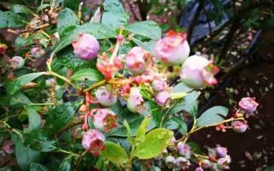 Con ficha técnica, INIA entrega recomendaciones simples para enfrentar daño en huertos de arándanos por granizo