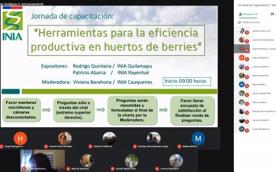 Buscan aumentar eficiencia productiva de huertos de berries en el Maule