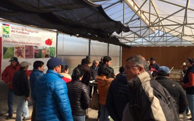 Agricultores y asesores técnicos de Retiro visitaron unidad de propagación de berries en INIA Raihuén