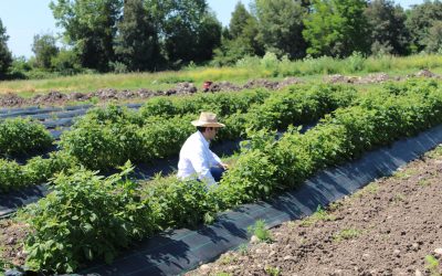 INIA da inicio a semana temática de actividades dedicada a producción de berries en el Maule