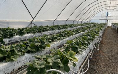 INIA promete entregar plantas de berries con calidad fitosanitaria a miles de productores de la región del Maule