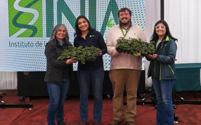 INIA entrega 17 mil plantas de frutilla de alta calidad sanitaria a 170 productores del Maule