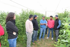 Visita de PRODESAL – Retiro y CEGE Consultores Parral a Unidad Demostrativa Cubiertas Protectoras de Yerbas Buenas / Diciembre 2019