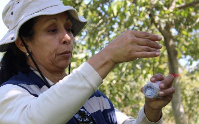 Primera experiencia de liberación masiva del insecto benéfico Goniozus legneri en huerto orgánico de nogal