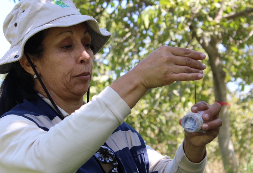 Primera experiencia de liberación masiva del insecto benéfico Goniozus legneri en huerto orgánico de nogal