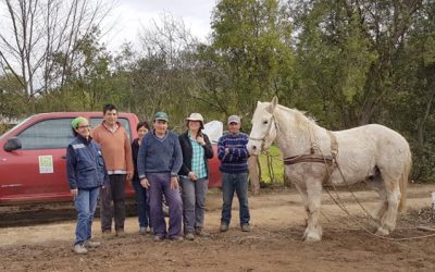 Forrajeras y genotipos de quínoa: Dando vida en nuevos suelos