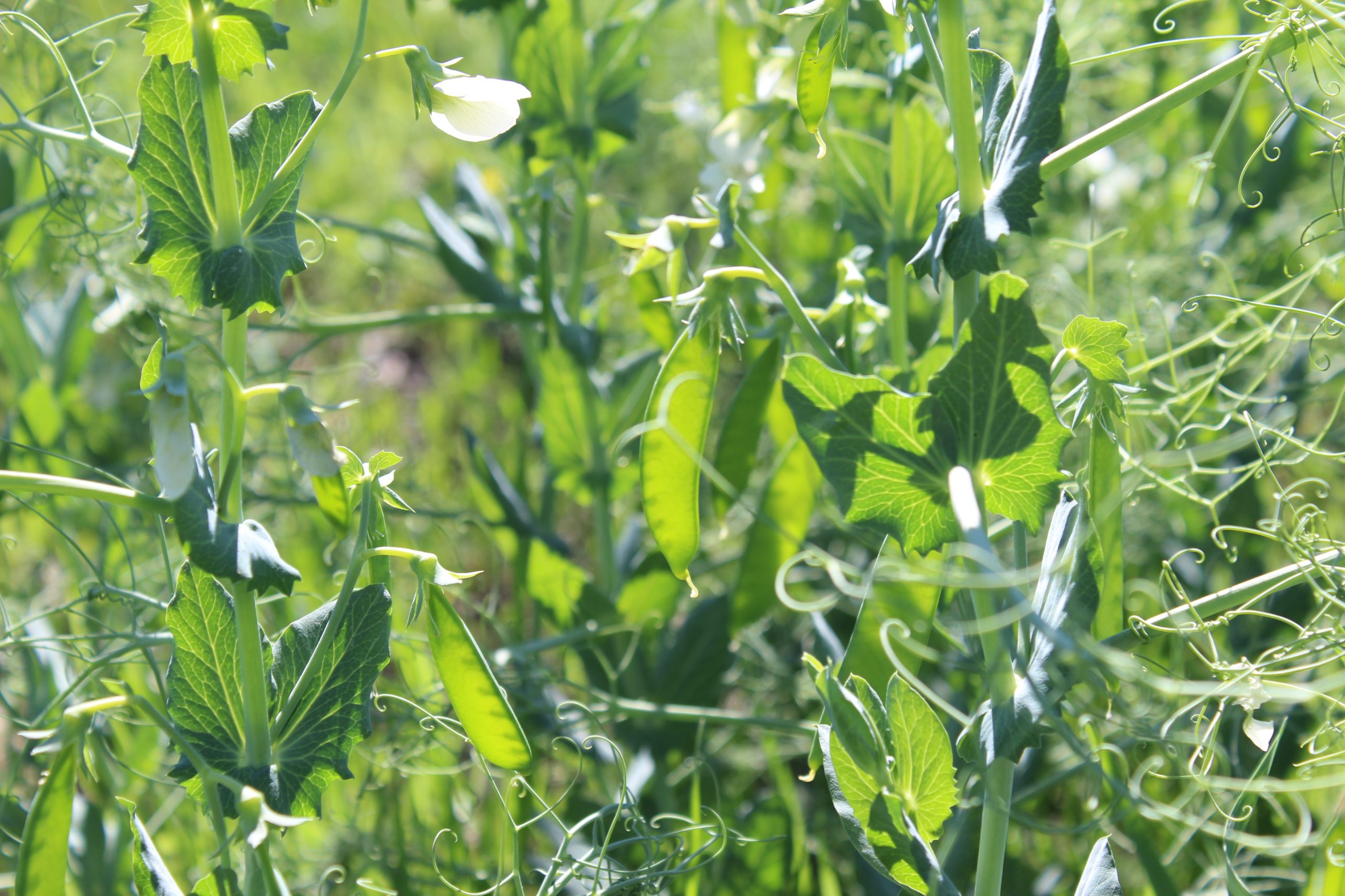 Cubiertas vegetales+