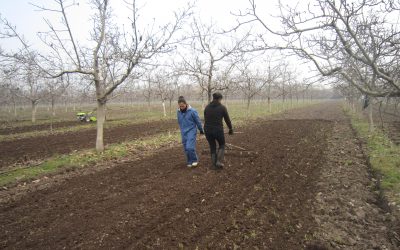 Exitosa etapa de establecimiento de ensayos de cubiertas vegetales