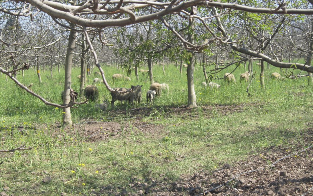 INIA La Cruz desarrollará el primer manual para el manejo de nueces orgánicas