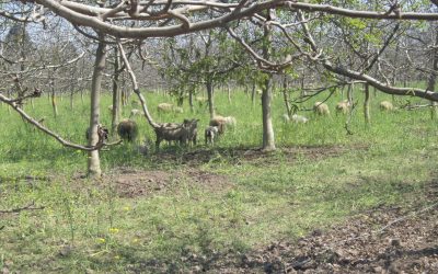 INIA La Cruz desarrollará el primer manual para el manejo de nueces orgánicas