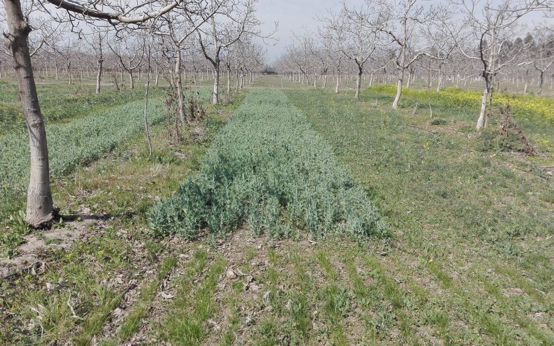 INIA La Cruz estudia uso de cubiertas vegetales en huertos orgánicos de nogales