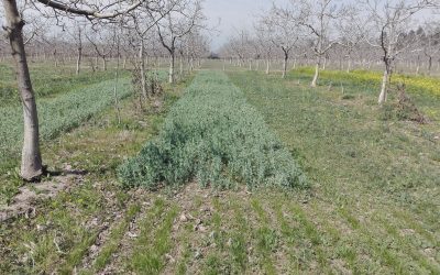 INIA La Cruz estudia uso de cubiertas vegetales en huertos orgánicos de nogales