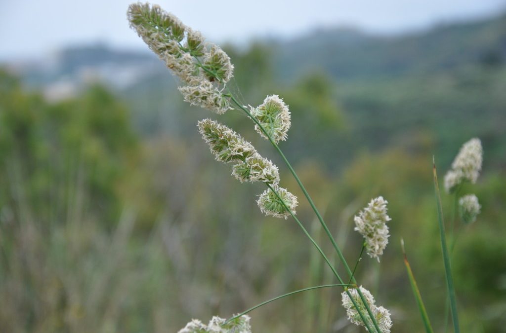 Pasto ovillo