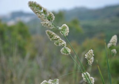 Pasto ovillo
