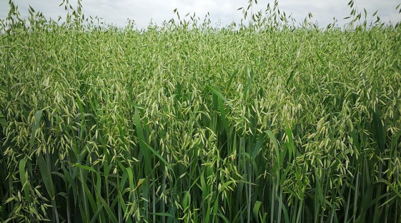 Avena_sativa-800×445