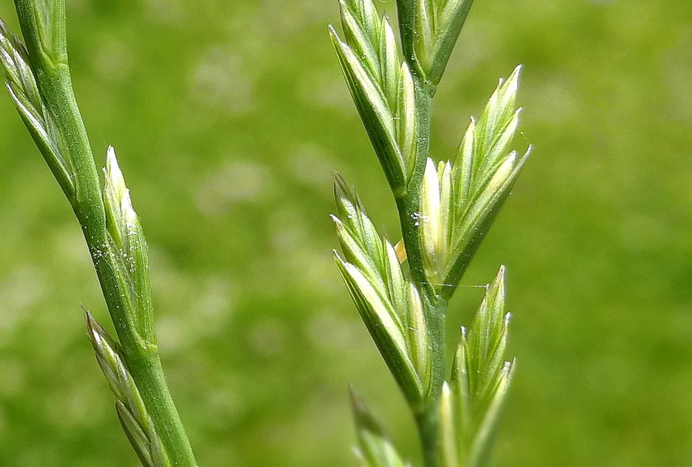 Ballica perenne