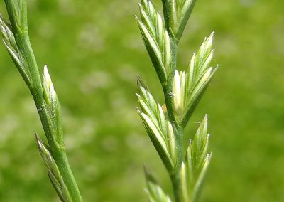Ballica perenne