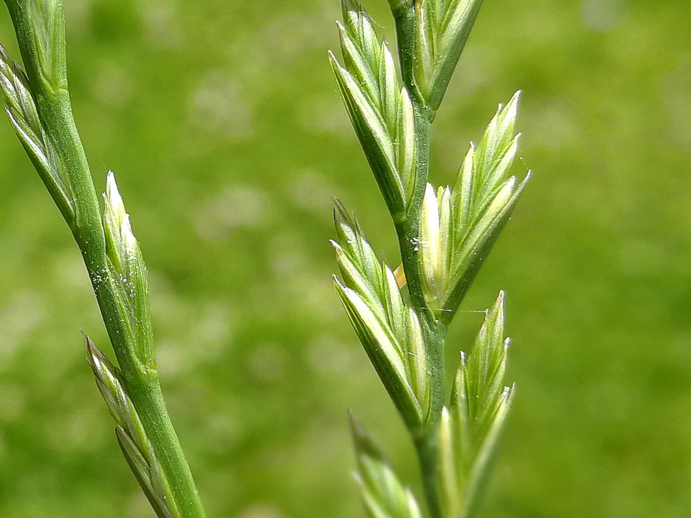 Ballica perenne – Lolium_perenne_04