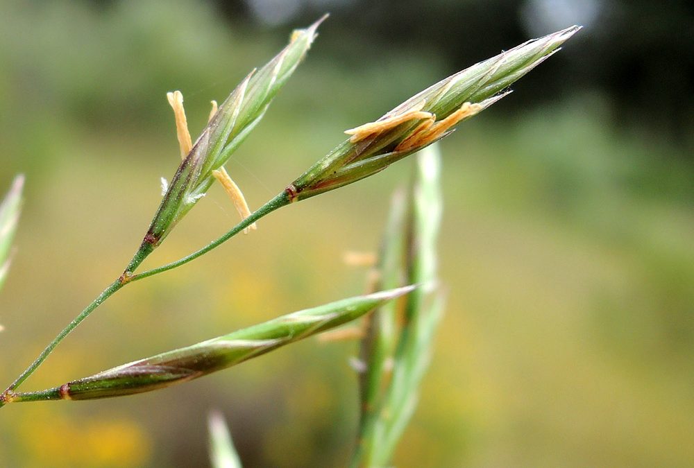 Festuca