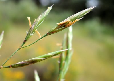 Festuca