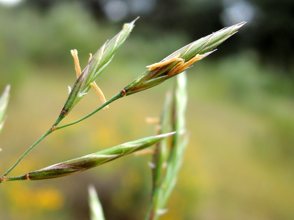 Festuca_arundinacea_04