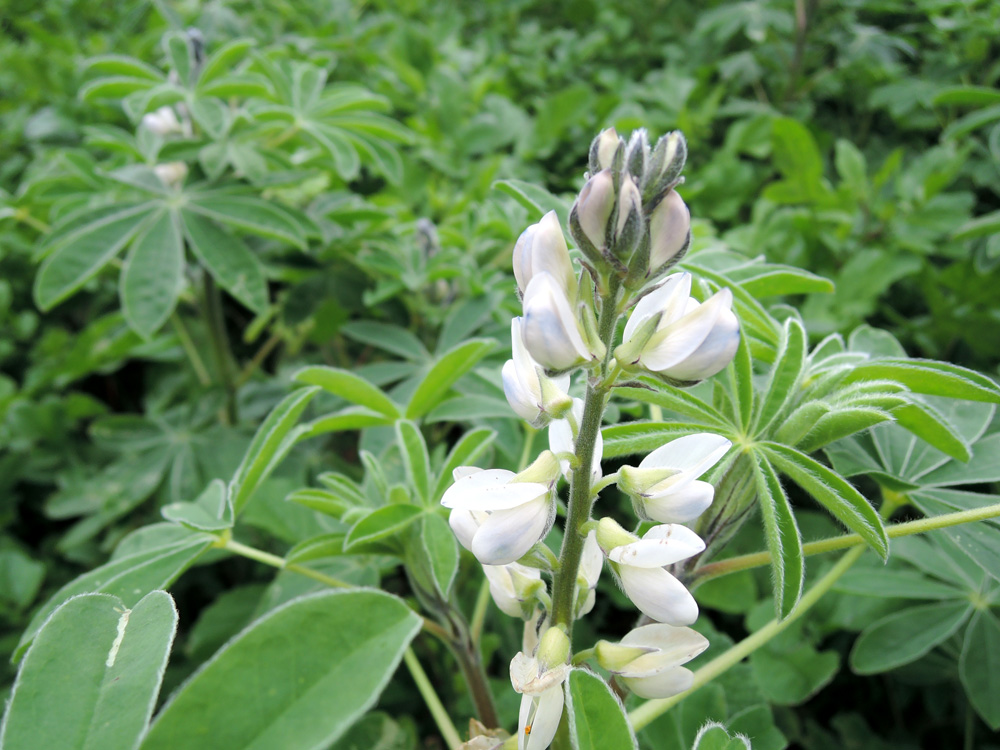 Lupinus_albus_05