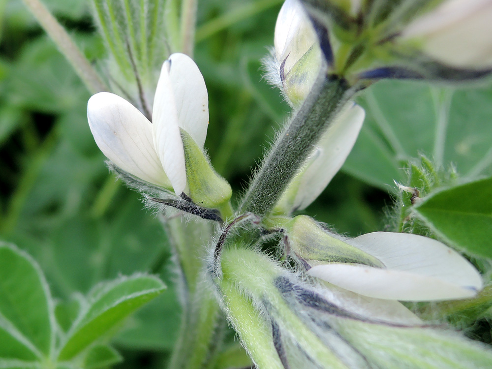 Lupinus_albus_07