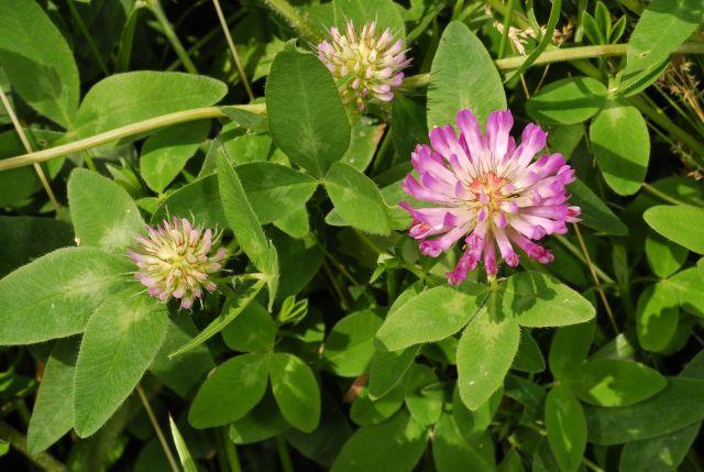Trebol Rosado – Trifolium pratense