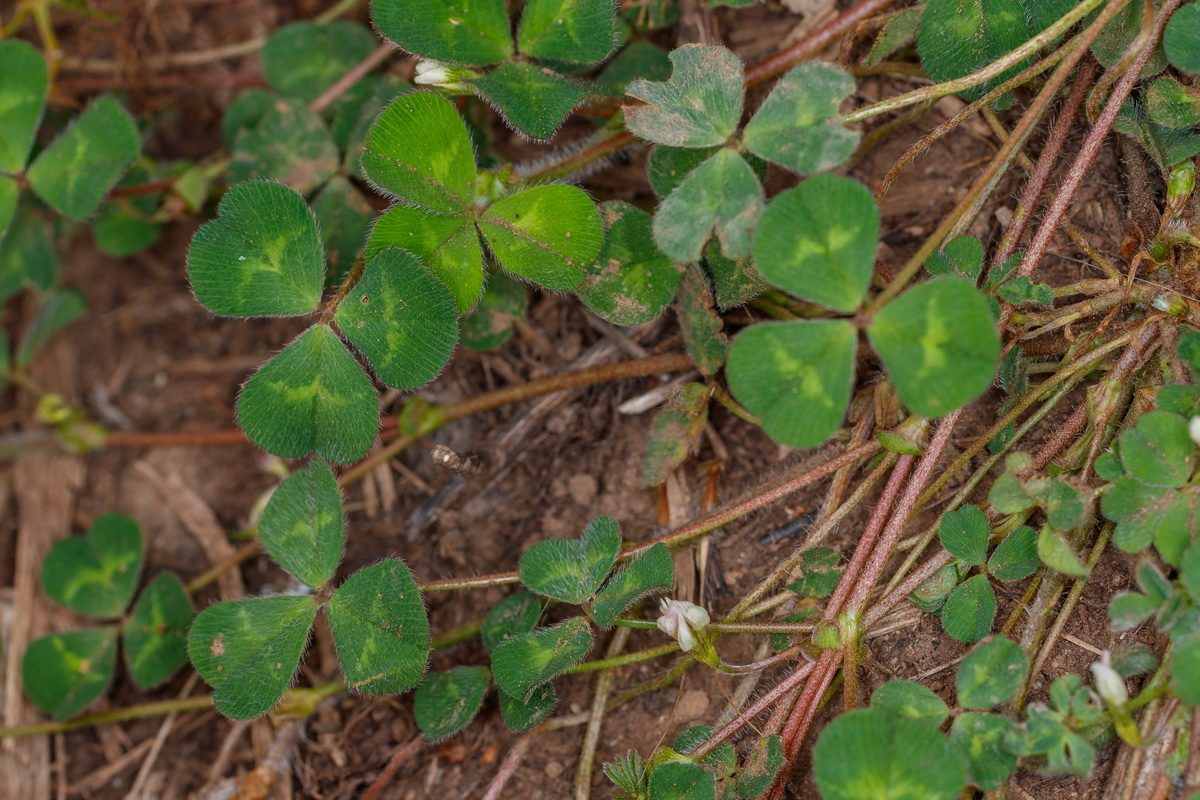 Trifolium subterraneum trebol subterraneo