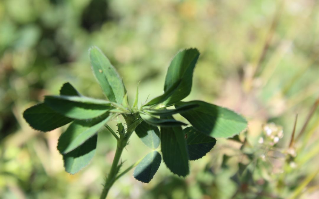 Alfalfa