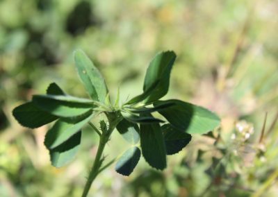 Alfalfa