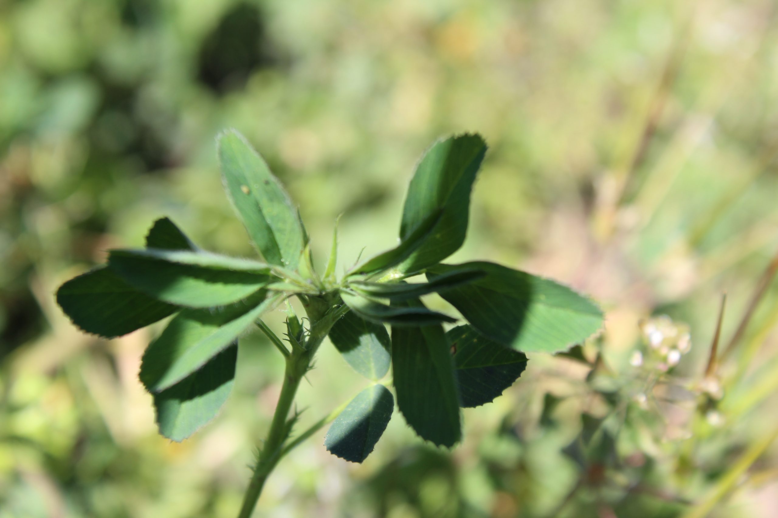 alfalfa Sardi Grazer