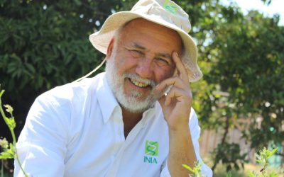 Especialista INIA lidera estudio para la introducción de alfalfas tolerantes a sequía